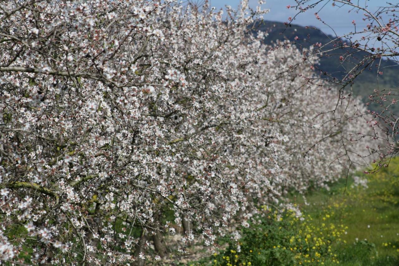184 Finca Estret Etv3644 By Mallorca Charme Санта-Маргаліда Екстер'єр фото